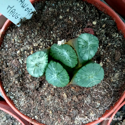 Haworthia maughanii