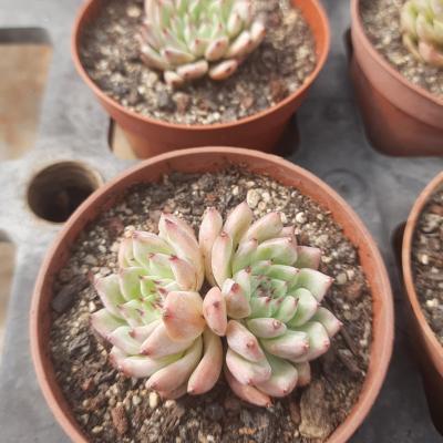 Echeveria cuspidata var. zaragozae