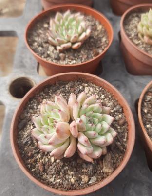Echeveria cuspidata var. zaragozae