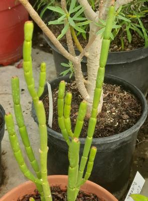 Euphorbia burmannii
