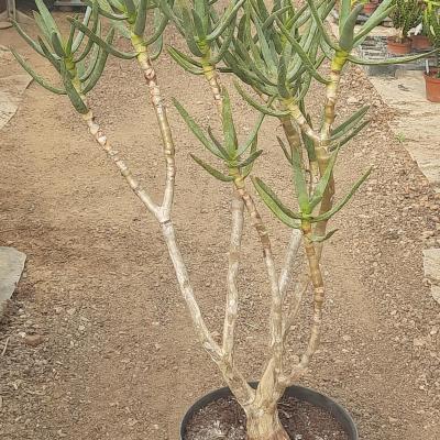 Aloe ramosissima