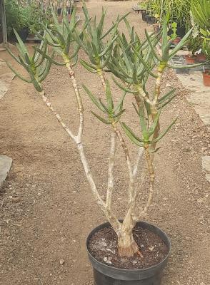 Aloe ramosissima