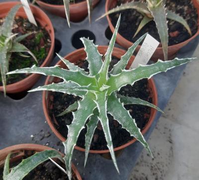 Hechtia sp. Perote