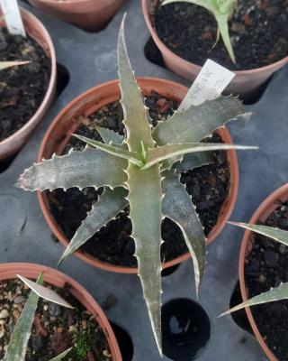 Hechtia sp. Nizanda