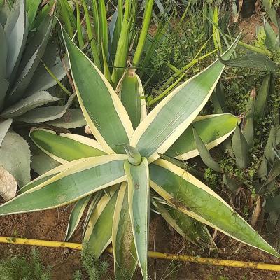 Agave guiengola 
