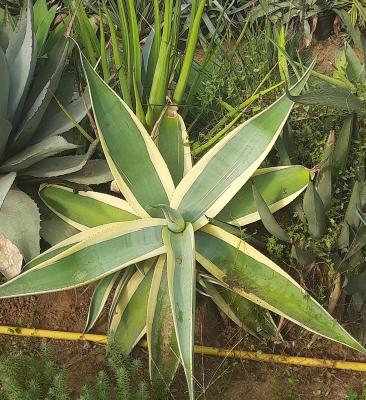 Agave guiengola