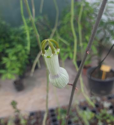 Ceropegia ampliata