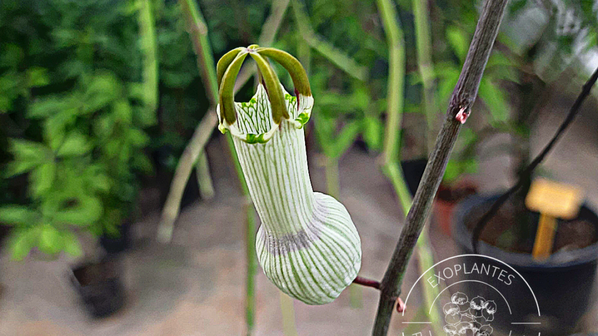 Ceropegia