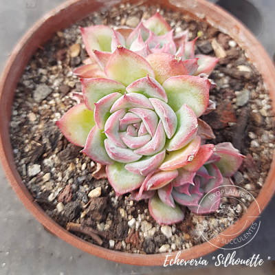 Echeveria 