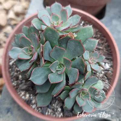 Echeveria 