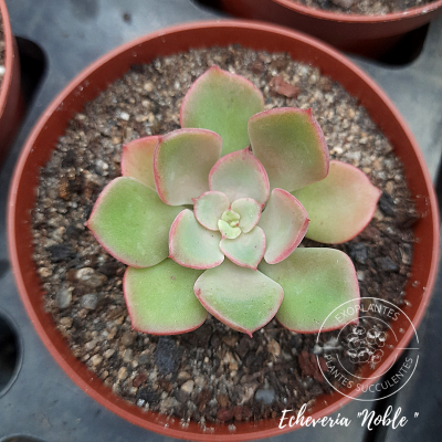 Echeveria 