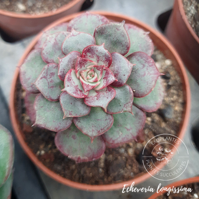 Echeveria longissima