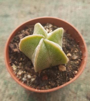 Astrophytum myriostigma MG 58'98