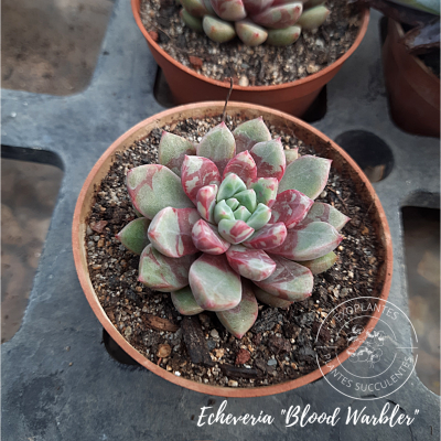 Echeveria 
