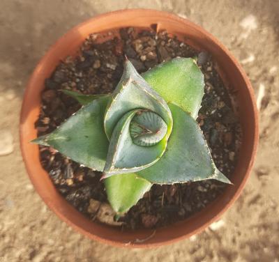 Agave pumila