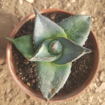 Agave pumila