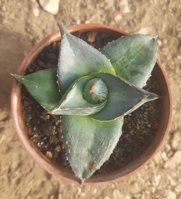 Agave pumila