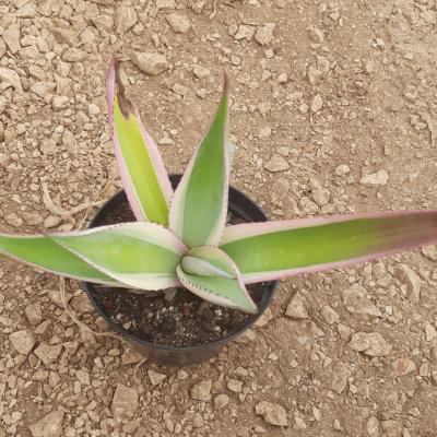 Agave guiengola 