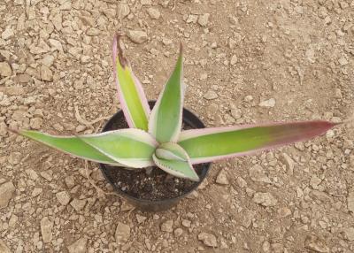 Agave guiengola 