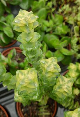 Crassula perforata variegata
