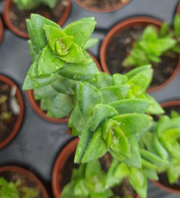 Crassula coccinea