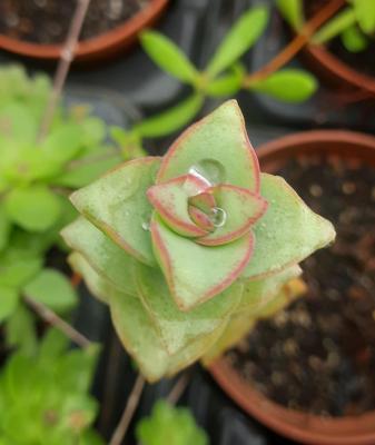 Crassula perforata 