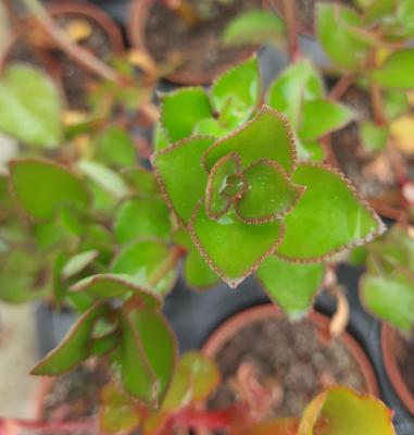 Crassula sarmentosa
