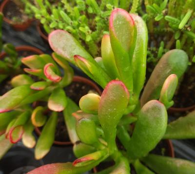 Crassula ovata