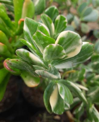 Crassula ovata