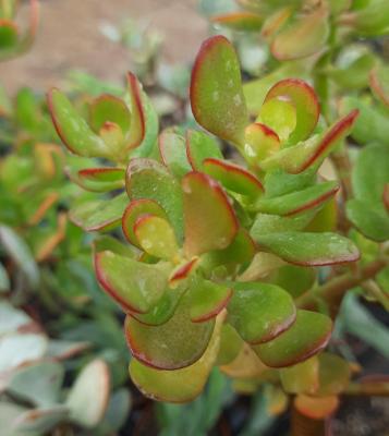 Crassula ovata
