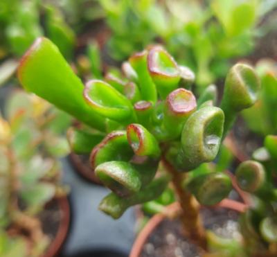 Crassula ovata