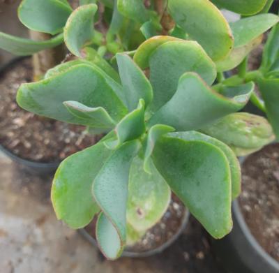 Crassula arborescens 