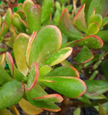 Crassula ovata 