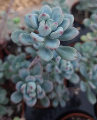 Sedum commixtum