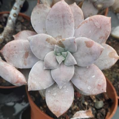 Graptopetalum superbum