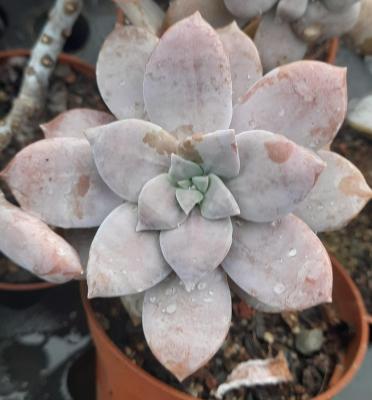Graptopetalum superbum