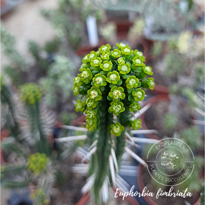 Euphorbia fimbriata