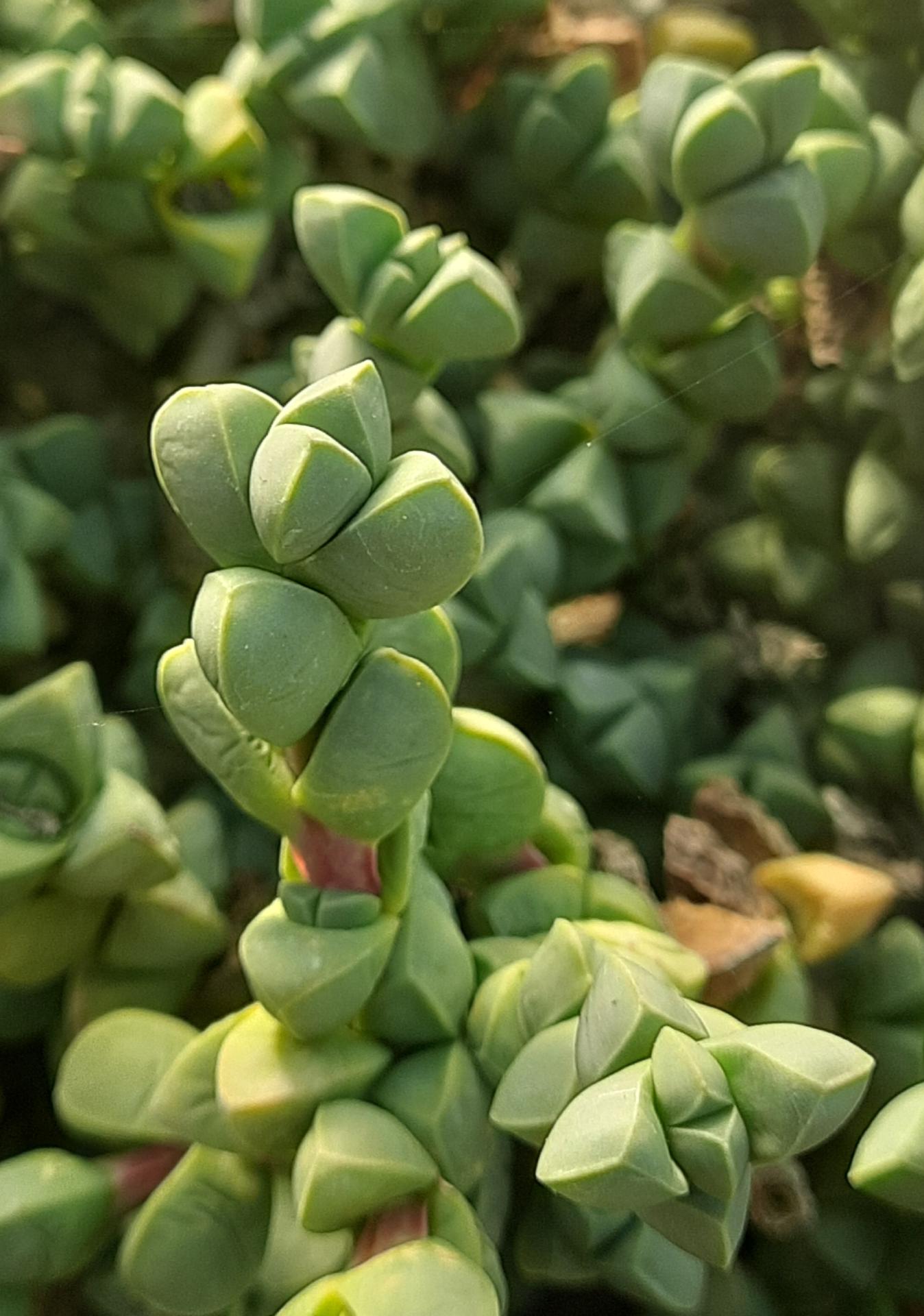 Corpuscularia lehmannii