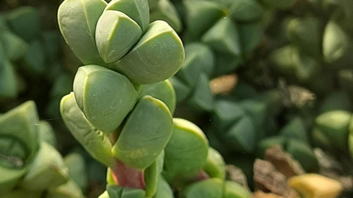 Corpuscularia
