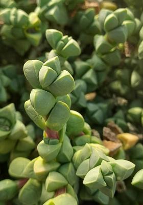 Corpuscularia lehmannii