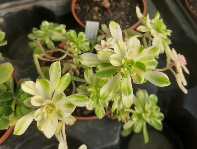 Aeonium 