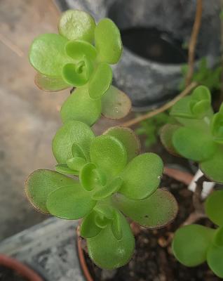 Aeonium saundersii