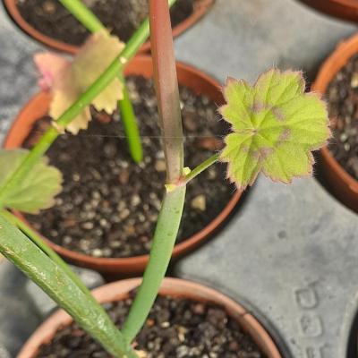 Pelargonium tetragonum