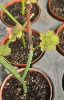 Pelargonium tetragonum