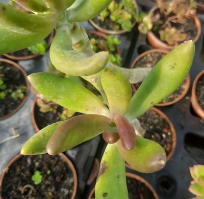 Pachyphytum viride