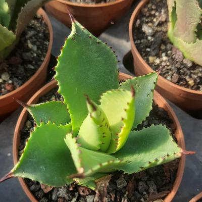 Agave chiapensis