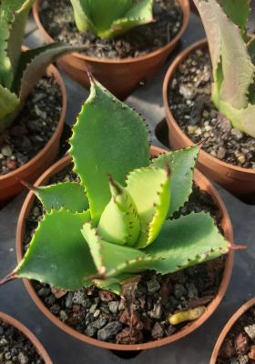 Agave chiapensis