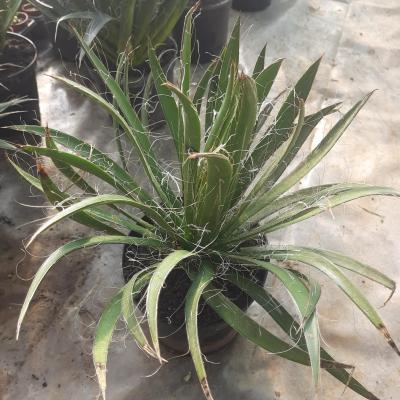 Agave filifera