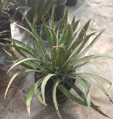 Agave filifera
