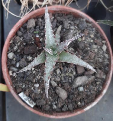 Hechtia sp. Peña Blanca